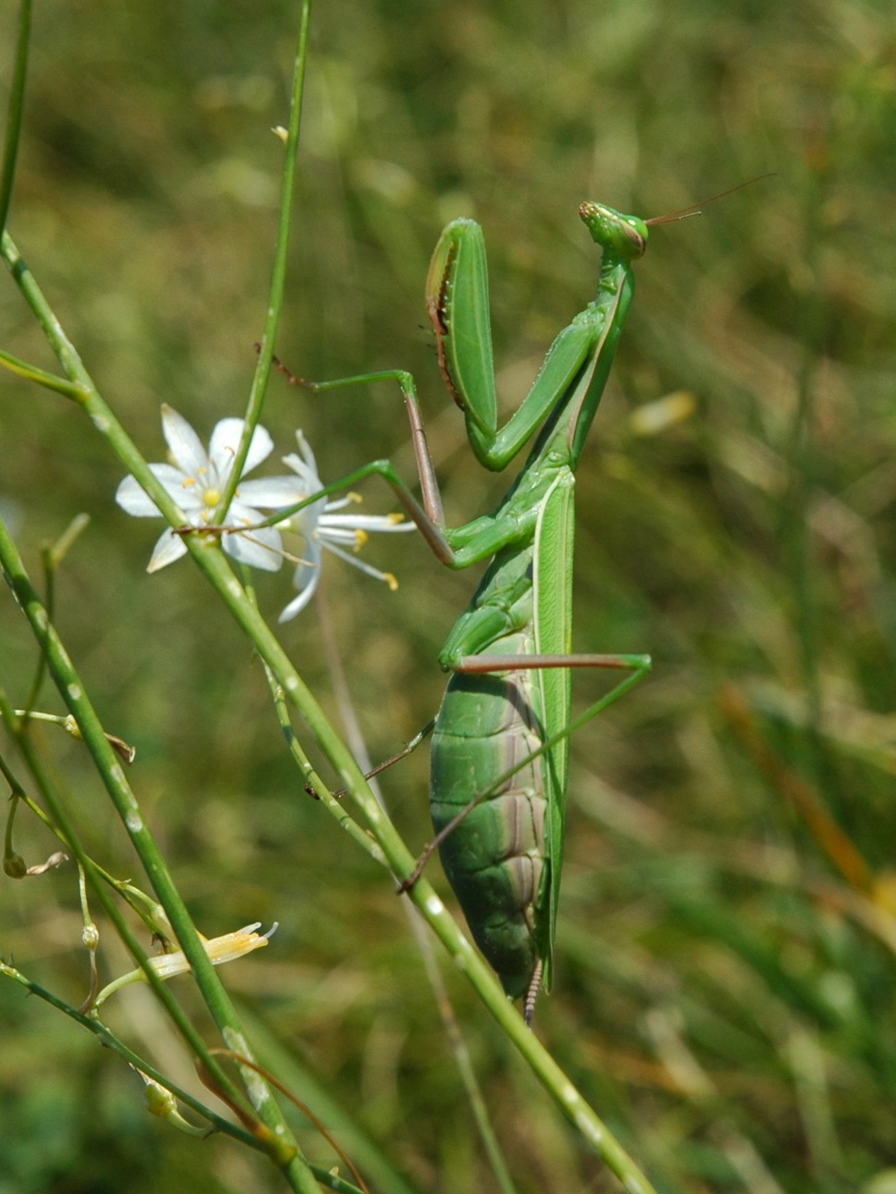 Mantidi da identificare 2006